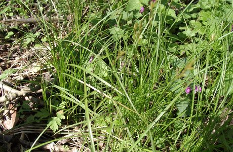 Seegras-Segge (Carex brizoides) - © Emanuel Trummer